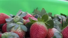 स्ट्रॉबेरी