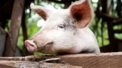 Booyyee furdiisuuf qorich HIV fayyadamu