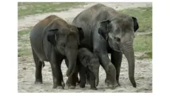 l'interdiction de transférer des éléphants vers des lieux captivité vient d'être votée à Genève
