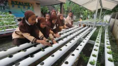 Sejumlah siswa Sekolah Dasar Islam Terpadu Arofah 1 Boyolali belajar menanam bayam brazil dengan metode hidroponik di Azalea Farm, Kebonbimo, Boyolali, Jawa Tengah, Jumat (24/9/2023).
