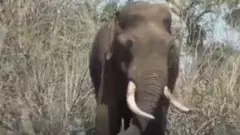 हाथी
