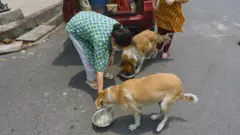 தெருநாய்களுக்கு உணவளித்தால் என்ன தண்டனை?