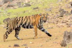 वाघ