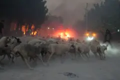 Sarnıç Mahallesi'nde bir koyun sürüsü panik içinde koşuyor