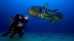 Pada tahun 2010, Laurent Ballesta memotret seekor coelacanth yang sedang bersama penyelam, Cédric Gentil.