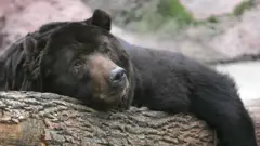 Um urso negro descansandoroleta da sorte personalizada onlineuma árvore