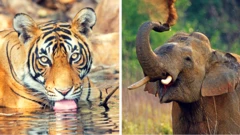 टाइगर