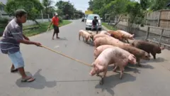 babi