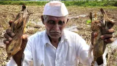 शेतकरी भगवान खरात यांच्या शेतातील मका अजूनही पाण्यात आहे.