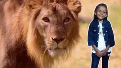 અમરેલી, કંથારિયા, એશિયન સિંહ, ગીર જંગલ, ગુજરાત, બીબીસી ગુજરાતી
