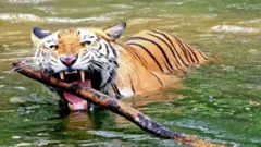 વાઘ