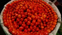 Tomato