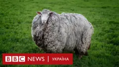 Вівця втекла, її зловили через 7 років