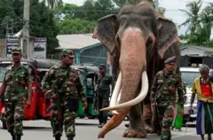 Ƴan Sri Lanka sun yi ta zaman makokin wata giwa da suke ji da ita a ƙasar wacce ta mutu tana da shekara 69.