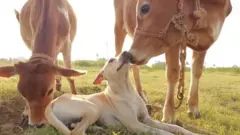 becauseanimals