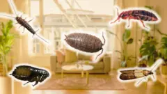 Колаж - пʼять комах на тлі кімнати в квартирі