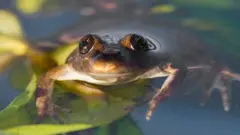 Rã do riacho Valcheta