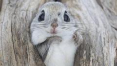 Um esquilo-voador-siberiano usando um ninhoapp aposta esportivapássaro abandonado para se aquecer no inverno