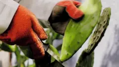 ገልዒ በለስ