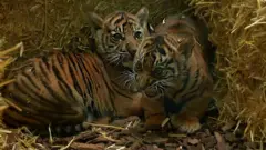 ลูกเสือโคร่งสุมาตรา