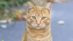 коти