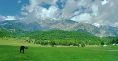 ځاځي اریوب