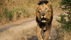 குஜராத் கிர் காடு
