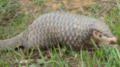 सालक
