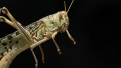 locust attack