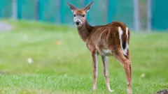 الغزلان ذات الذيل الأبيض