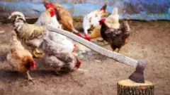 chicken