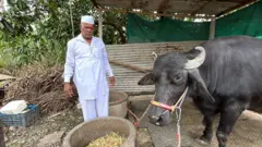 गुलाबराव म्हैशीसोबत