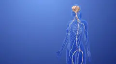 O sistema nervoso periférico, visto em uma ilustração 3D