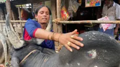 'வீரத் தமிழச்சி விஜி' தன் காளையுடன்.