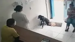 dog in vet