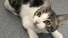 Hope the kitten
