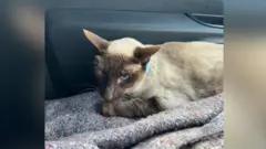 Jasmine in Jeff's van