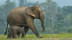 Inakadiriwa kuwa takriban tembo 26,000 wa Asia wanaishi porini.