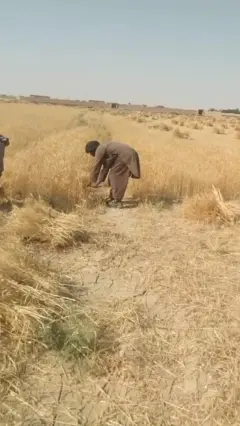 شادی دهقانان جوزجان از افزایش محصولات امسال