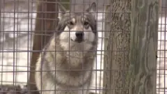 vuk u utočištu za divlje životinje