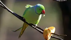 пташки