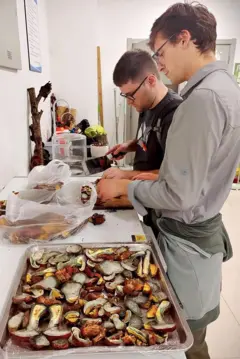 Dois homens, um vestindo camiseta cinza e outro preta, analisam uma bandeja de cogumelos em uma sala de paredes brancas