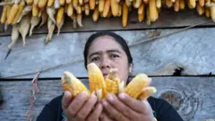 Mulher na Guatemala, país afetado pela seca potencializada pelo El Niño, segura várias espigas de milho nas mãos