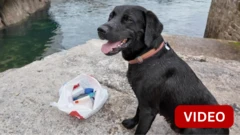 இதன் பெயர் லோகி