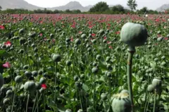 نبات الأفيون