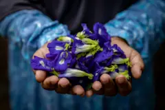 အောင်မဲညိုပွင့်တွေကို လက်နှစ်ဖက် လက်ခုပ်ထဲအပြည့်ကိုင်ထားတဲ့ ဓာတ်ပုံ 