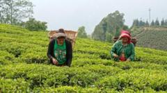 नेपाली चिया भारत निर्यात गर्न किन कठिन, अहिले देखिएको समस्या के हो