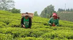 बगानमा चियाका मुना टिप्दै दुई महिला 