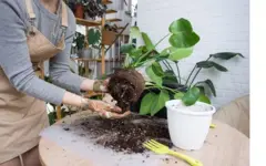 Pessoa trocando uma planta de vaso