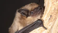 пергач